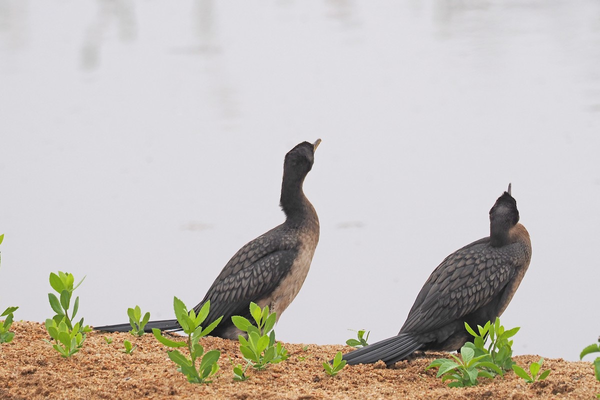 Reed Cormorant - ML642130881