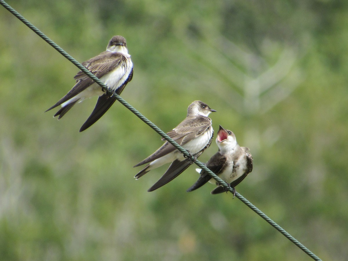 Brown-chested Martin - ML642130908