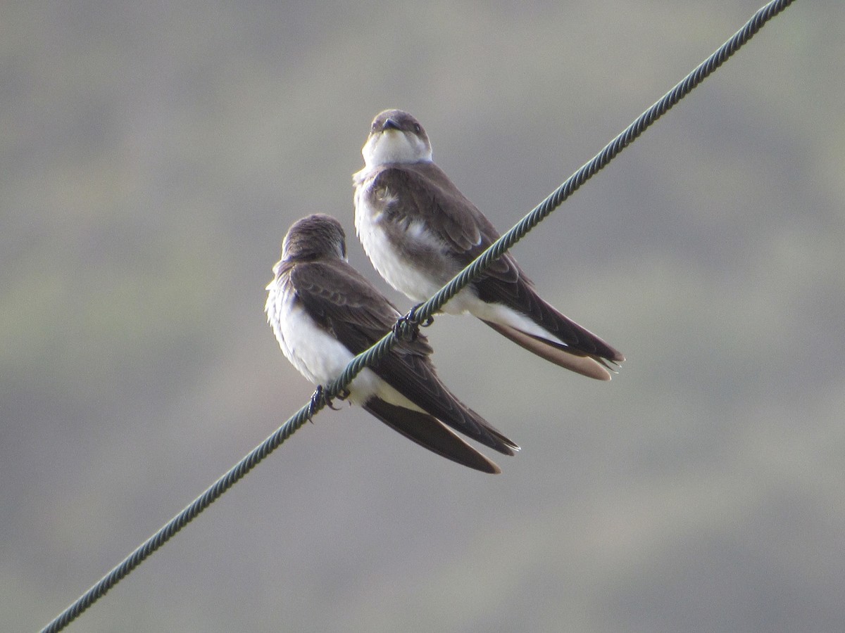 Brown-chested Martin - ML642130909