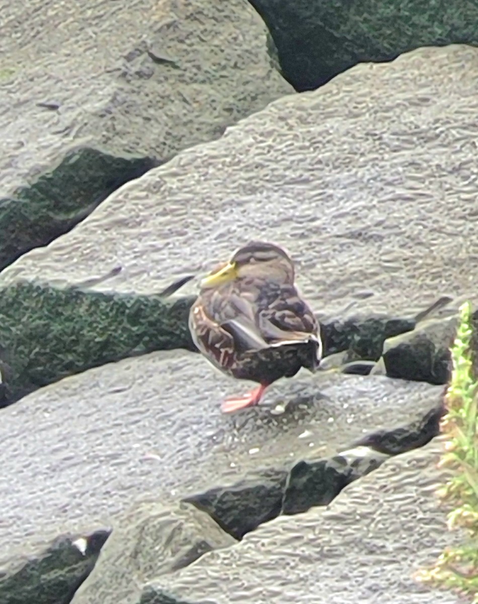 rødfotand - ML642130928