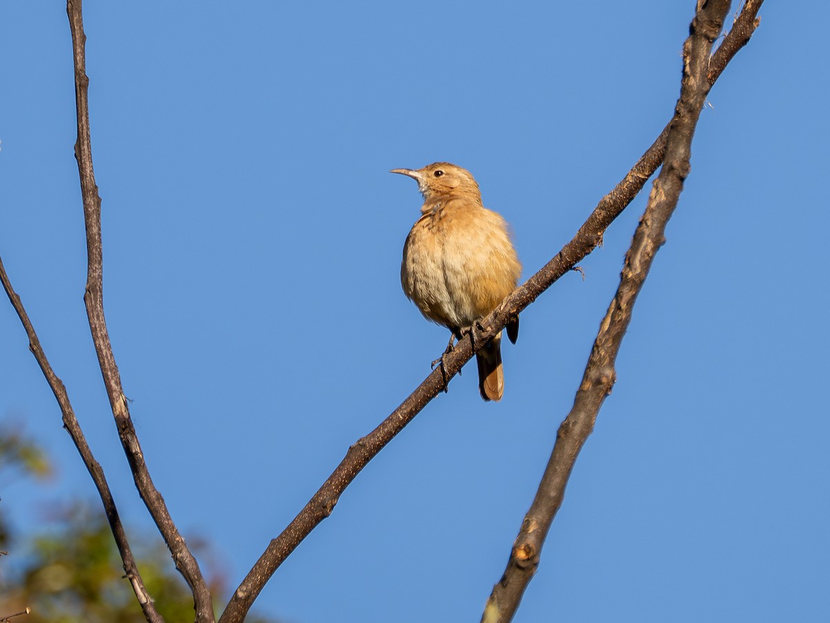 Rufous Hornero - ML642130947