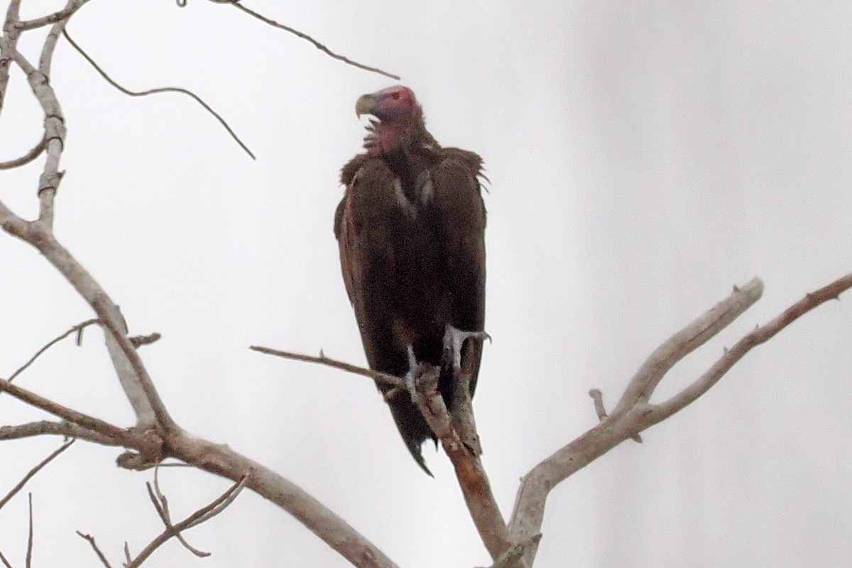 Lappet-faced Vulture - ML642130955