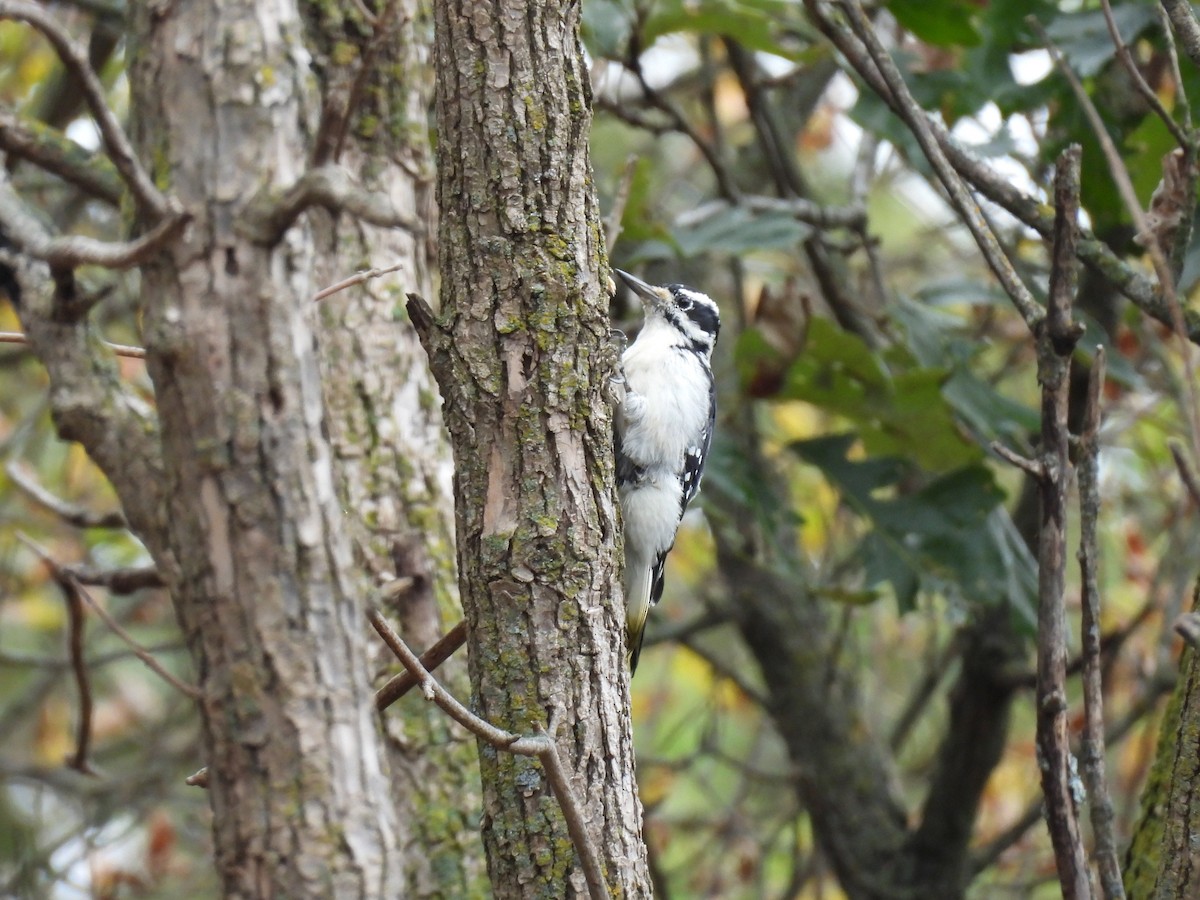 Hairy Woodpecker - ML642130956