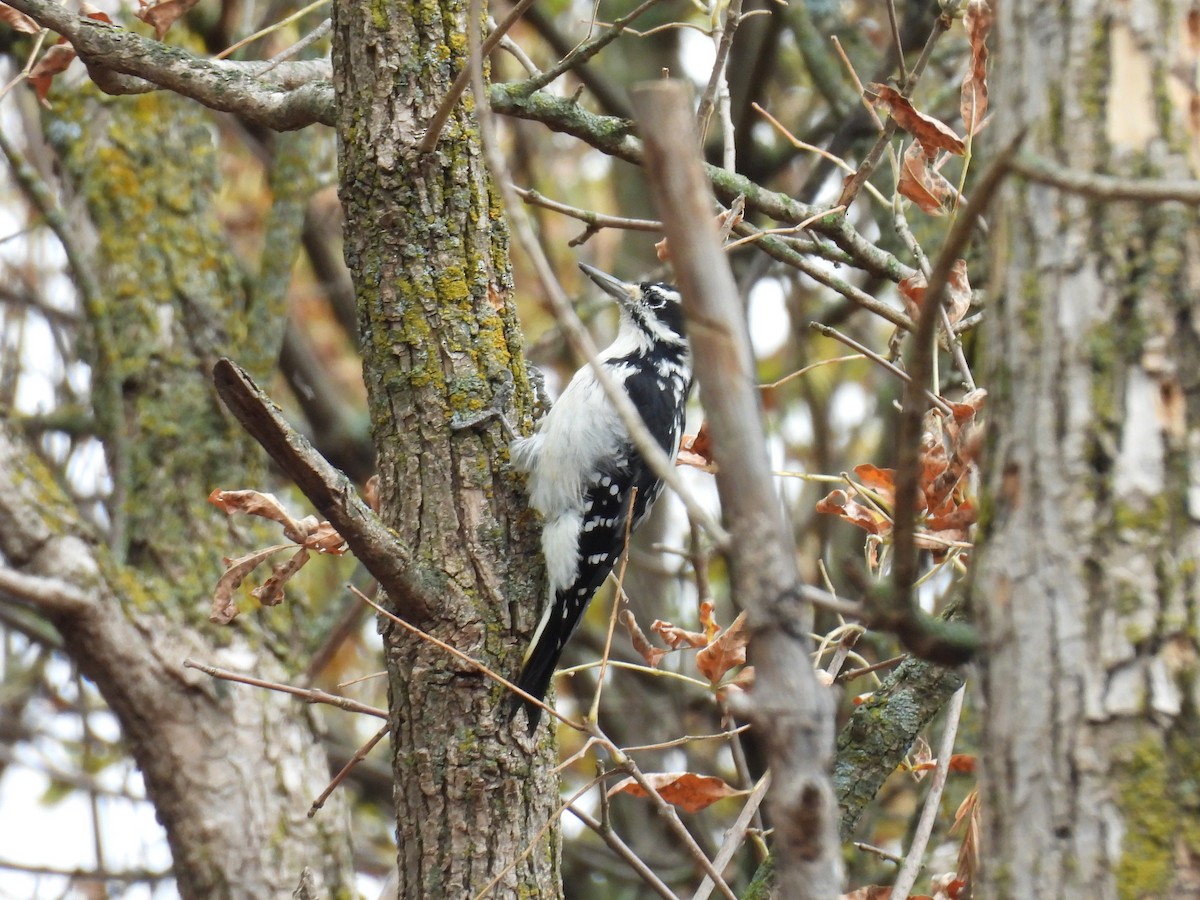 Hairy Woodpecker - ML642130959