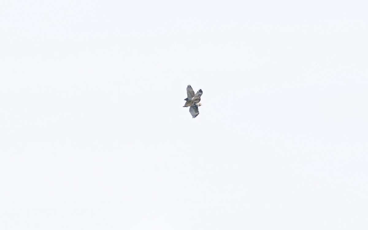 Broad-winged Hawk - ML642130965