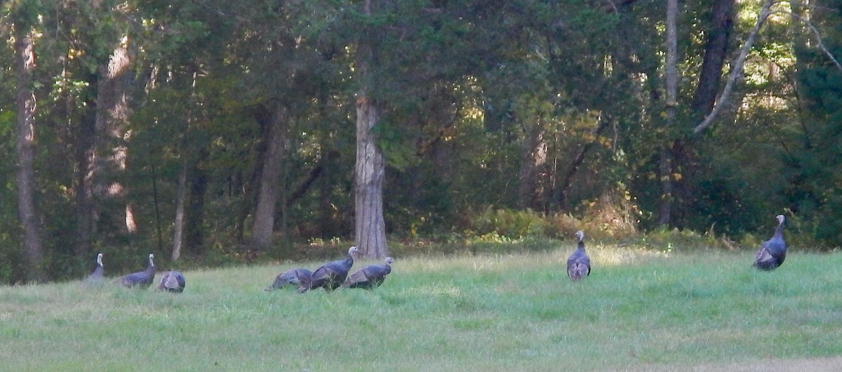 Wild Turkey - ML642130975