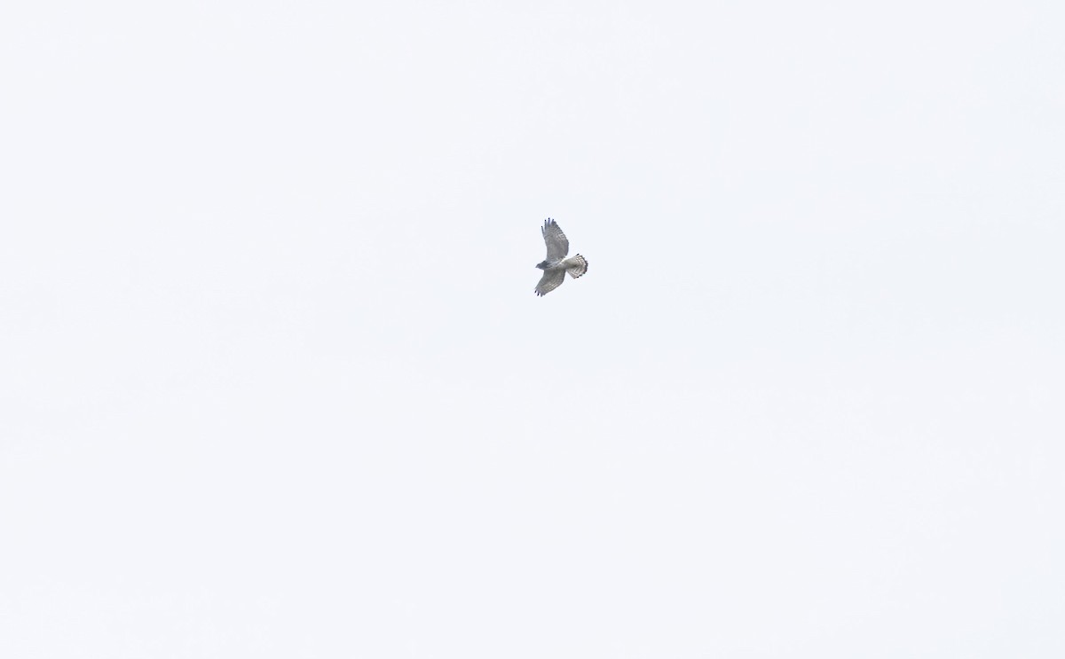 Broad-winged Hawk - ML642130979