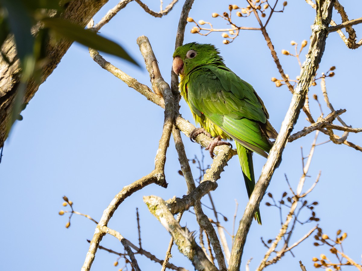 White-eyed Parakeet - ML642130982