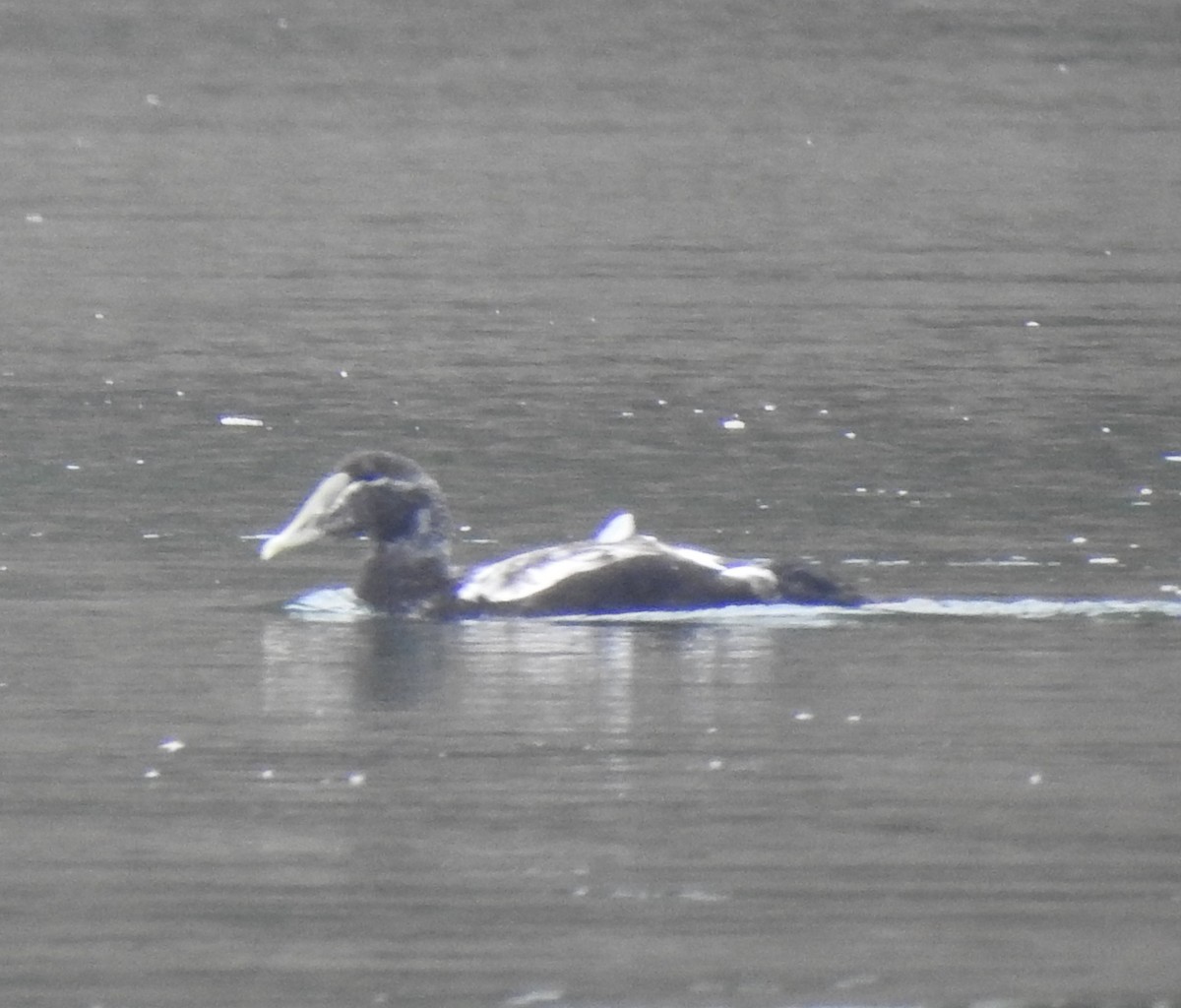 Common Eider - ML642130984