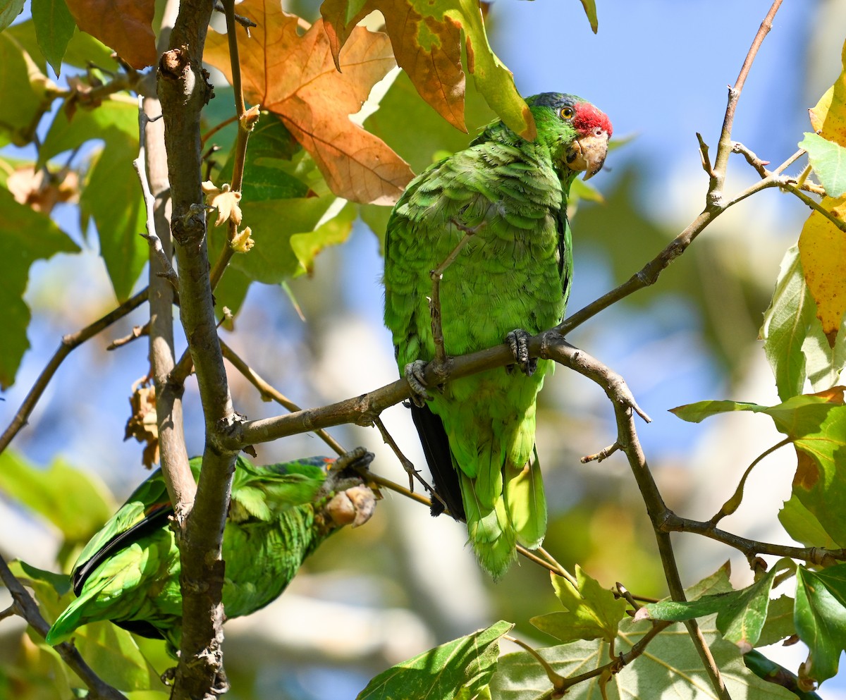 Red-crowned Amazon - ML642130993
