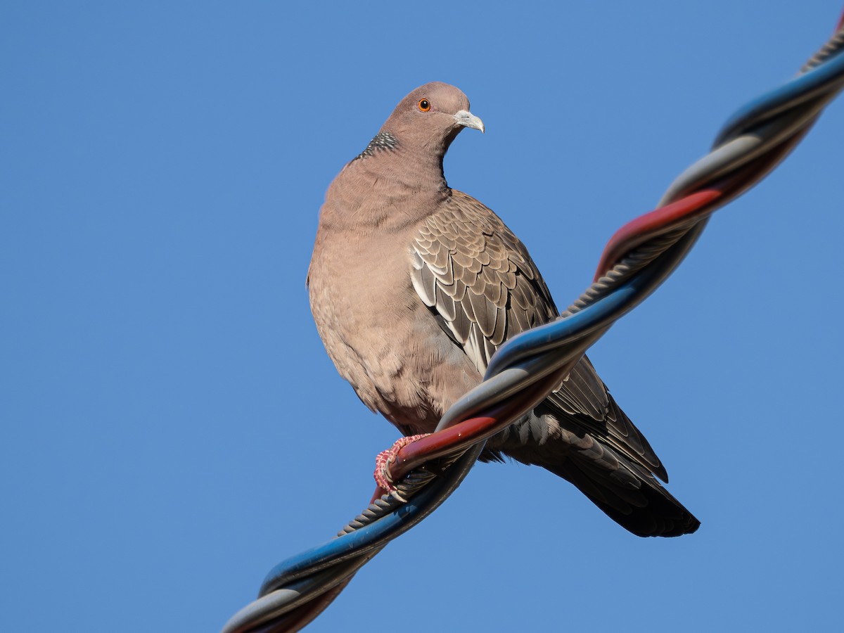 Picazuro Pigeon - ML642130994