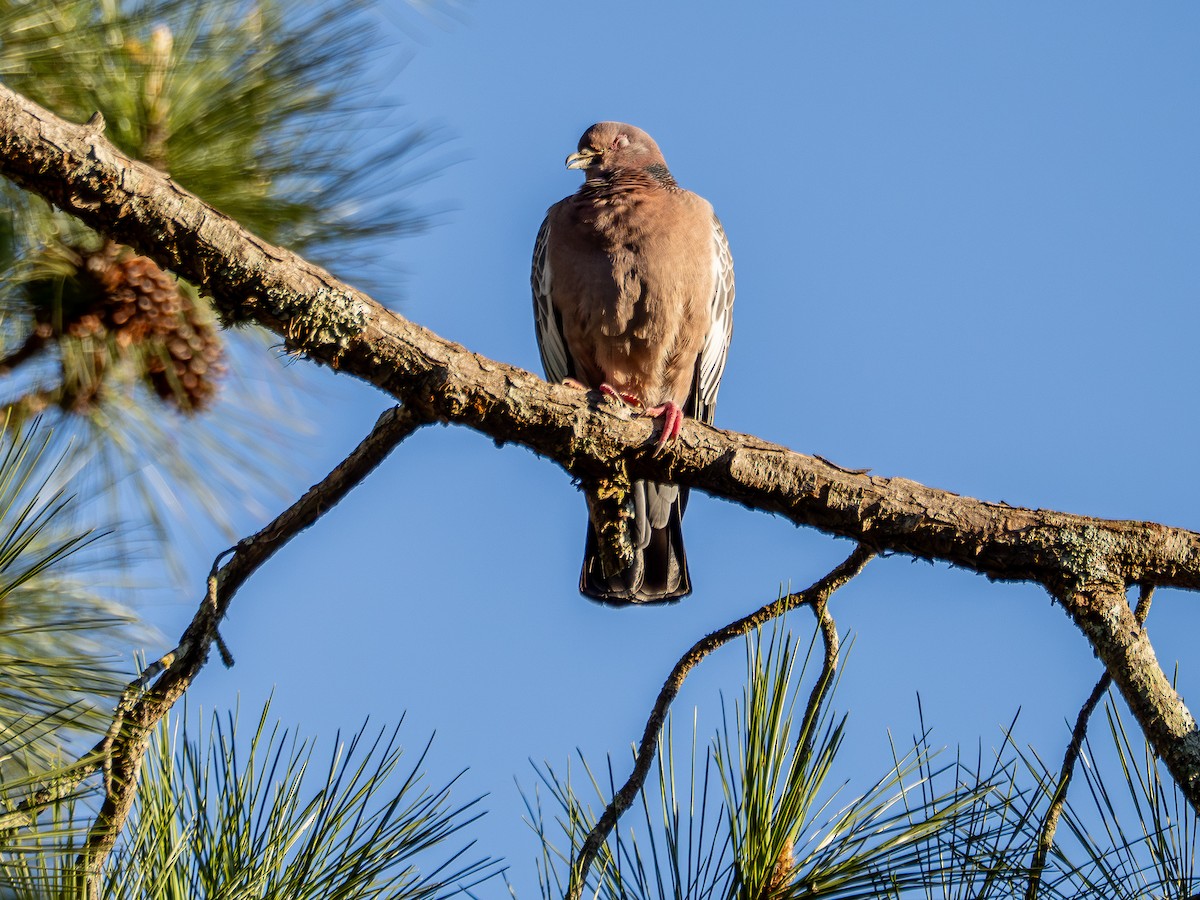 Picazuro Pigeon - ML642130995
