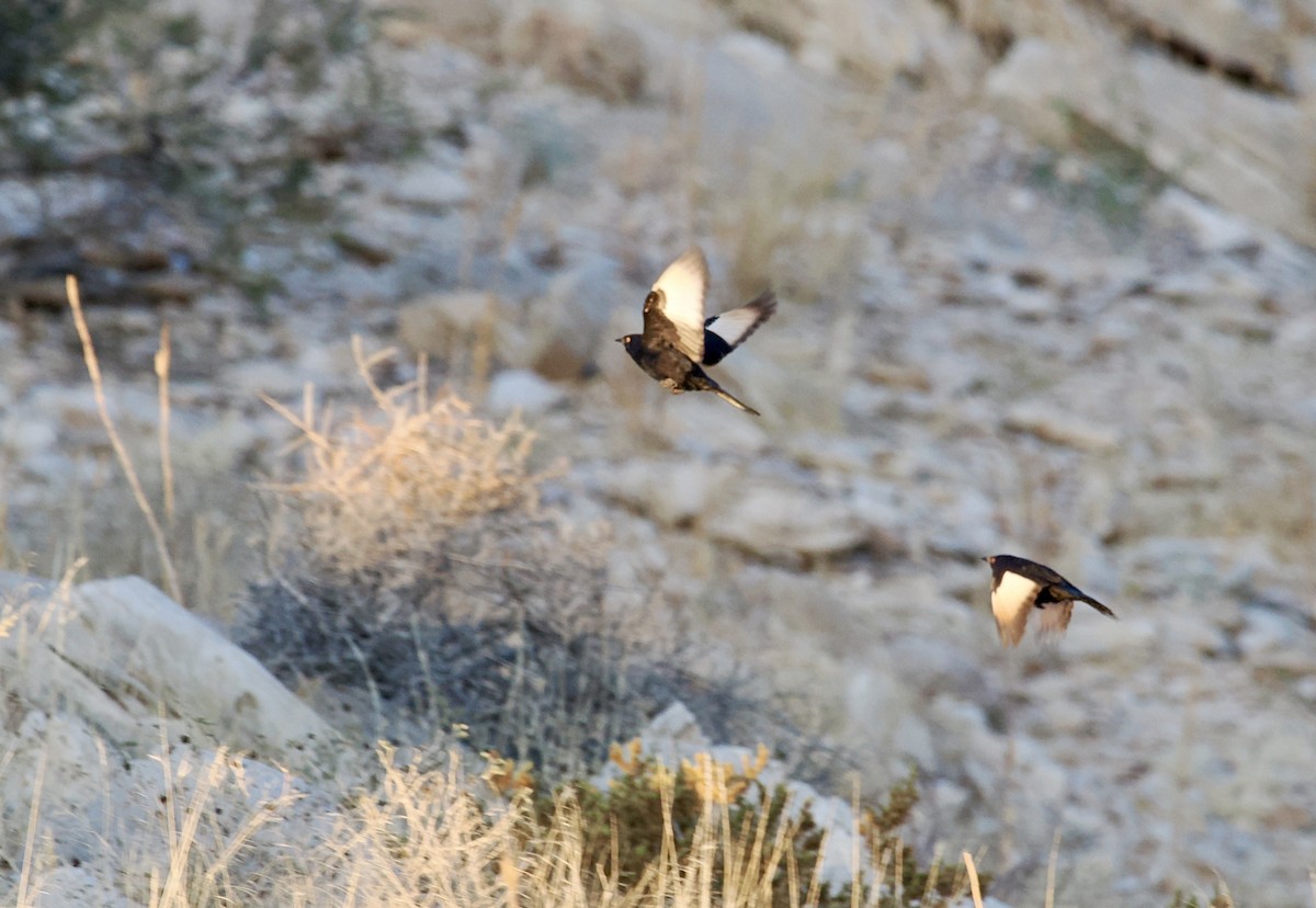 Pale-winged Starling - ML642131001