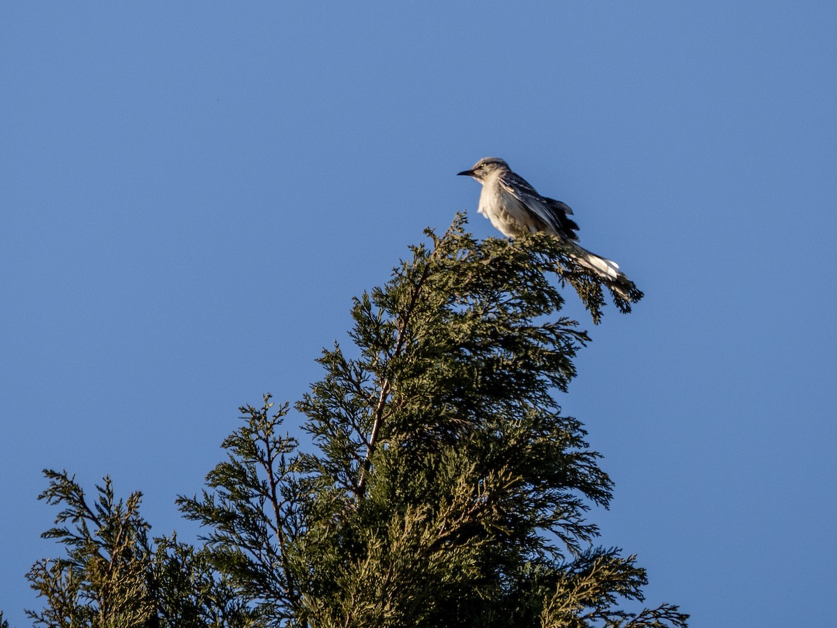 langbrynspottefugl - ML642131012