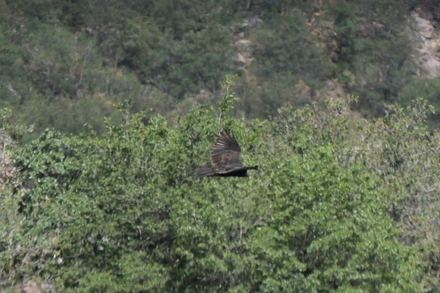 Turkey Vulture - ML642131025