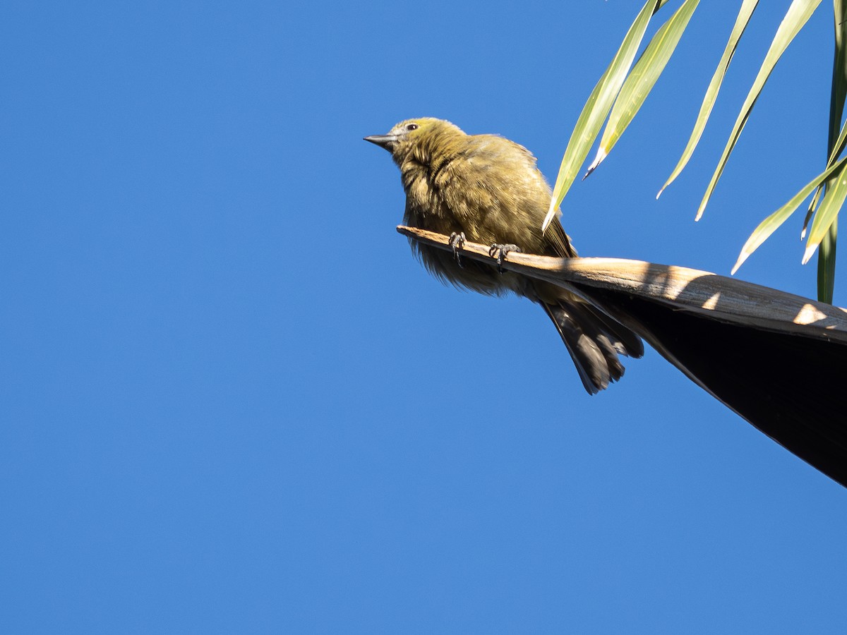 Palm Tanager - ML642131027