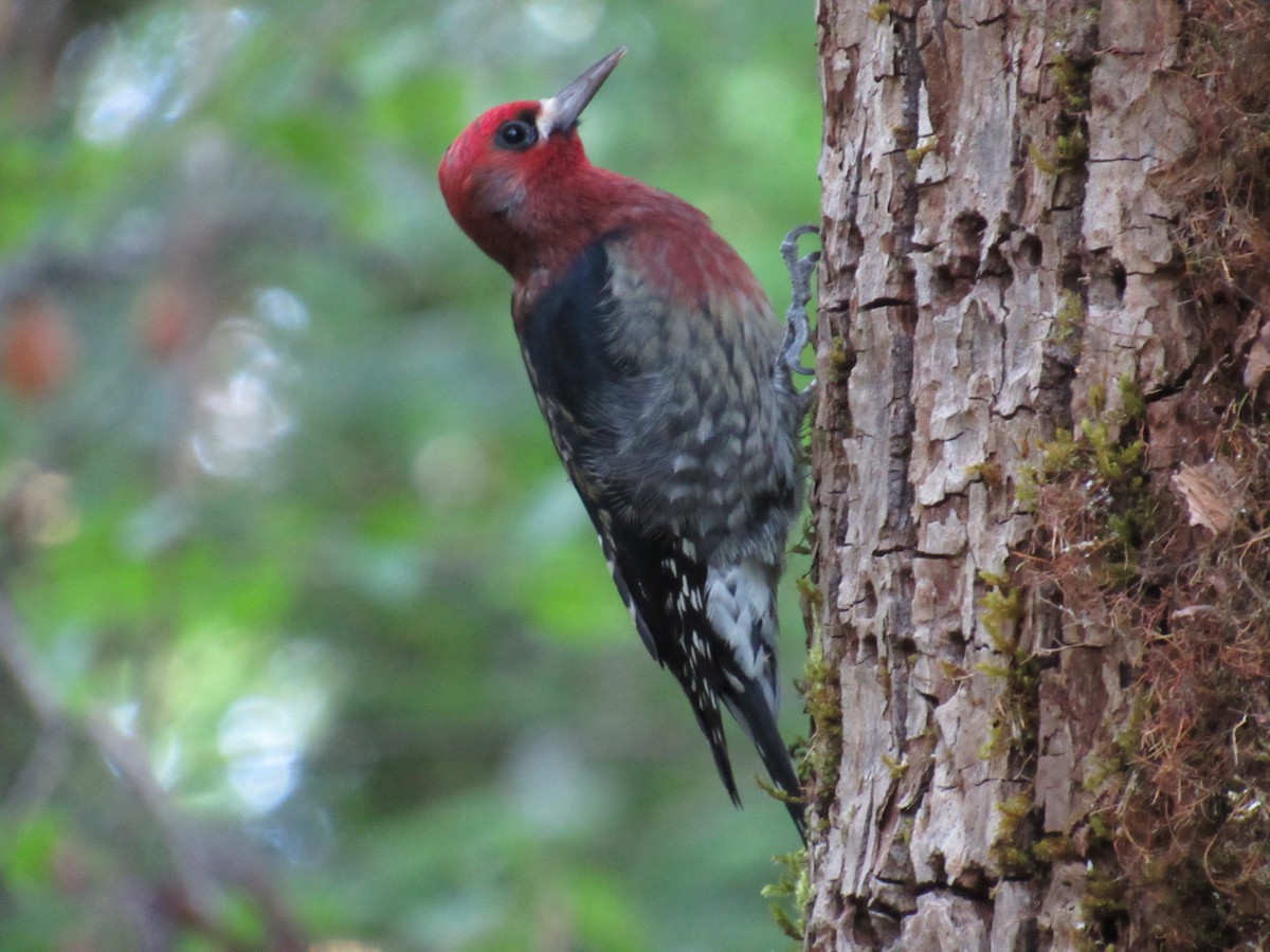 Red-breasted Sapsucker - ML642131030