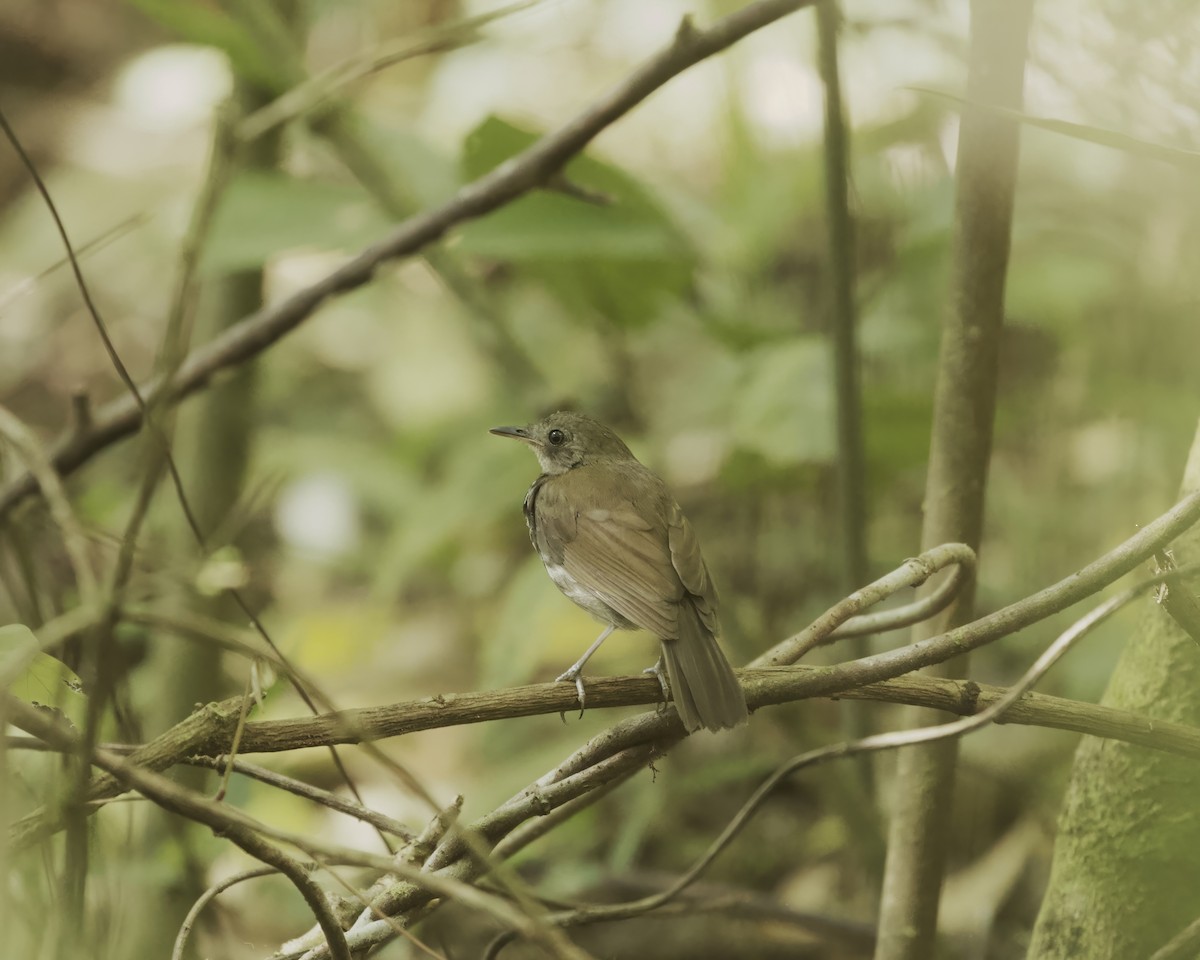 Ringed Antpipit - ML642131032