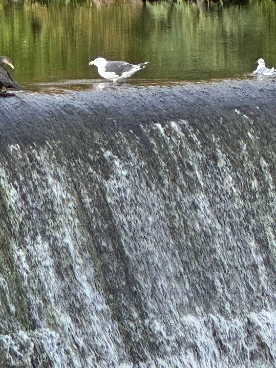 Great Black-backed Gull - ML642131040