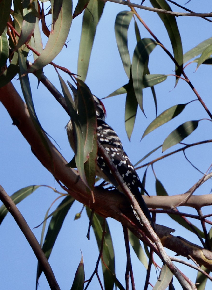 Nuttall's Woodpecker - ML642131052