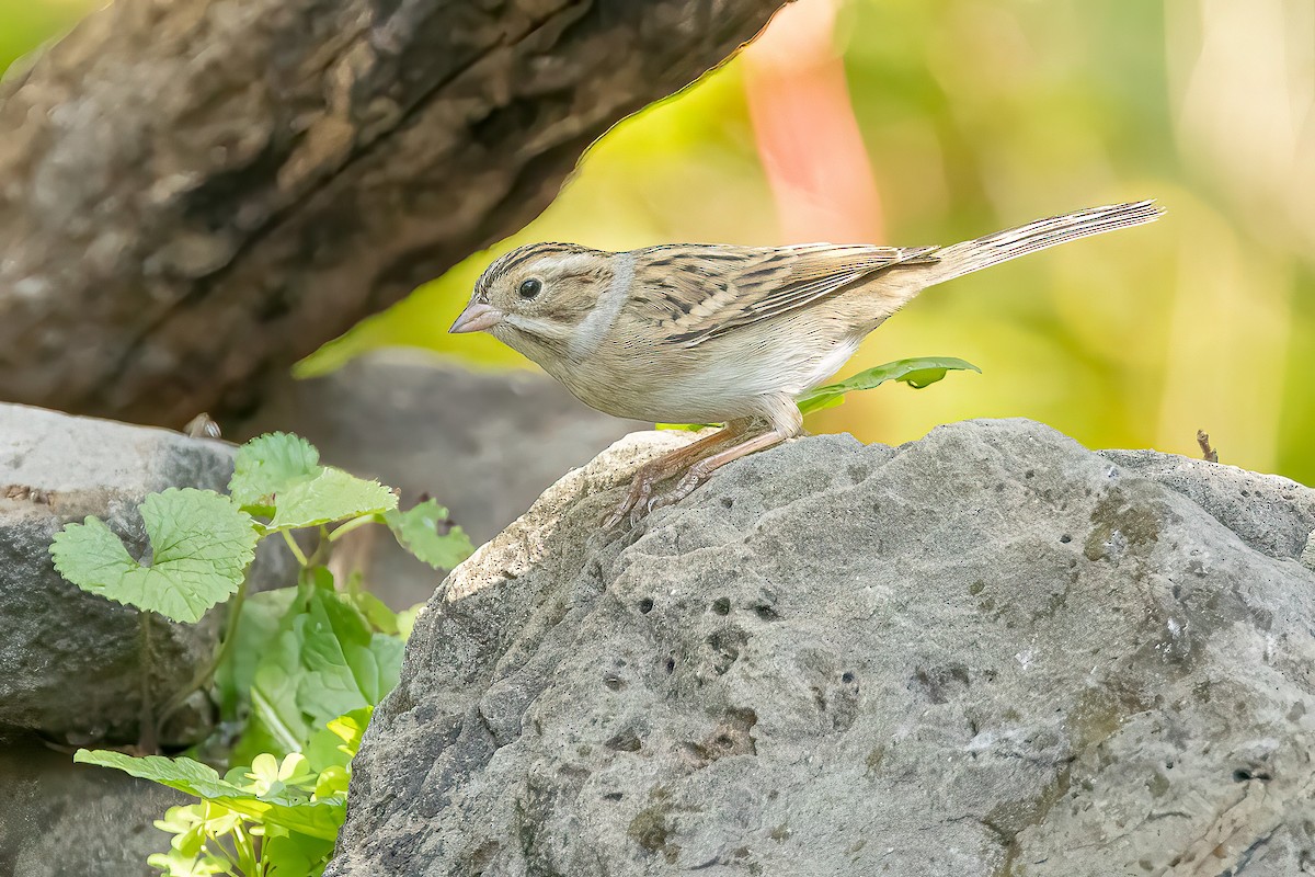 Clay-colored Sparrow - ML642131057