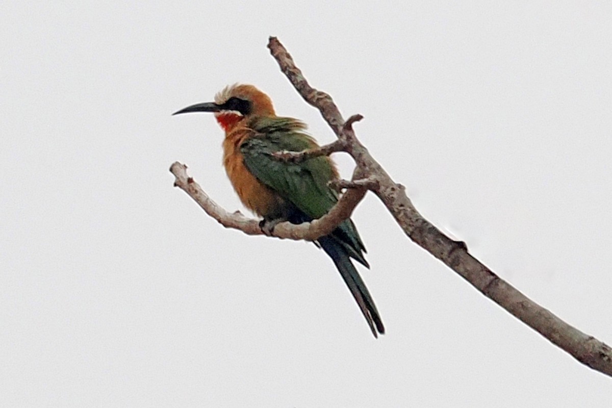 White-fronted Bee-eater - ML642131058