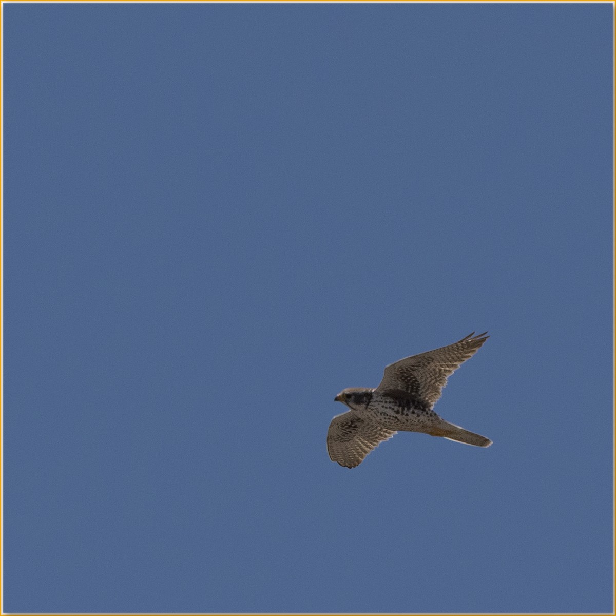 Prairie Falcon - ML642131073