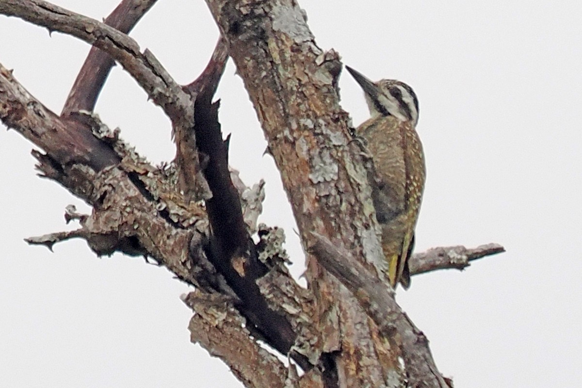 Bearded Woodpecker - ML642131118