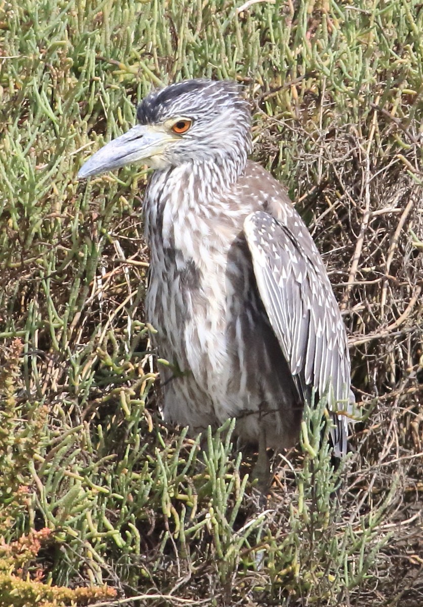 Yellow-crowned Night Heron - ML642131128