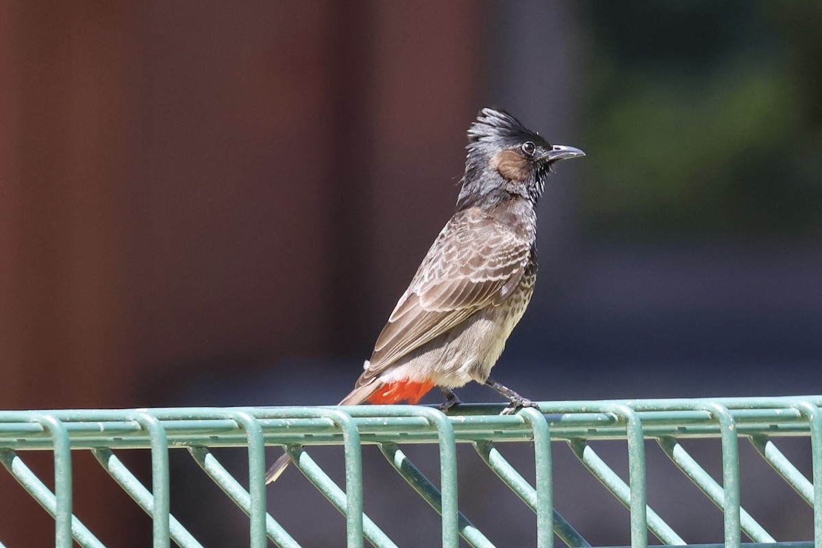 bulbul šupinkový - ML642131152