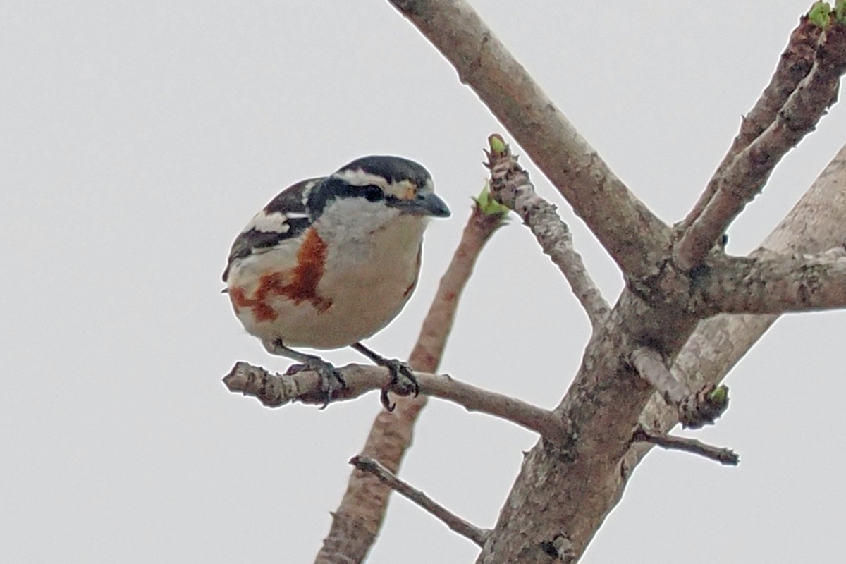 Brubru - ML642131155