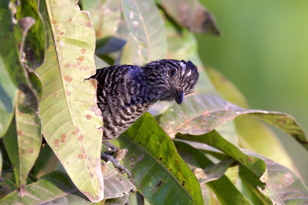 Barred Antshrike - ML642131161