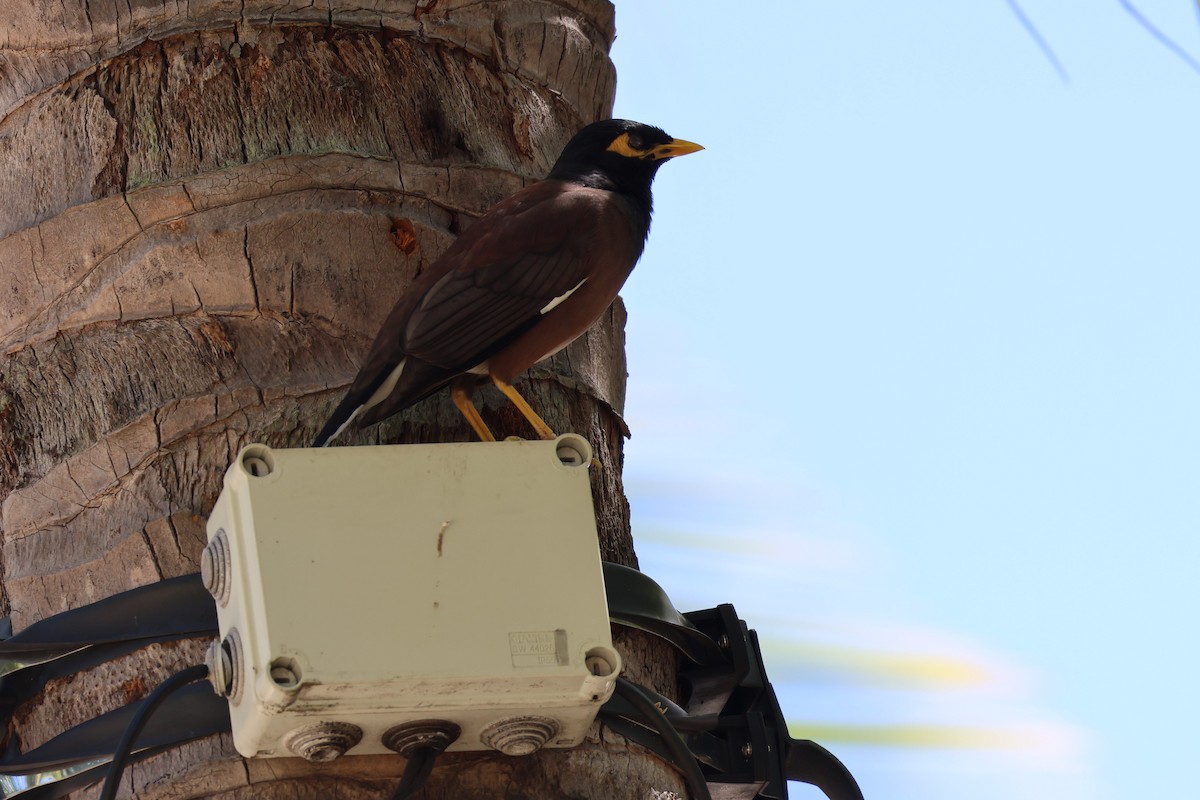 Çiğdeci - ML642131163