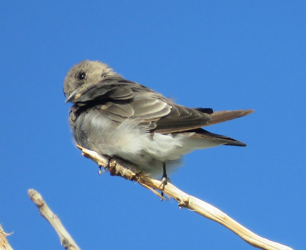 Northern Rough-winged Swallow - ML642131166