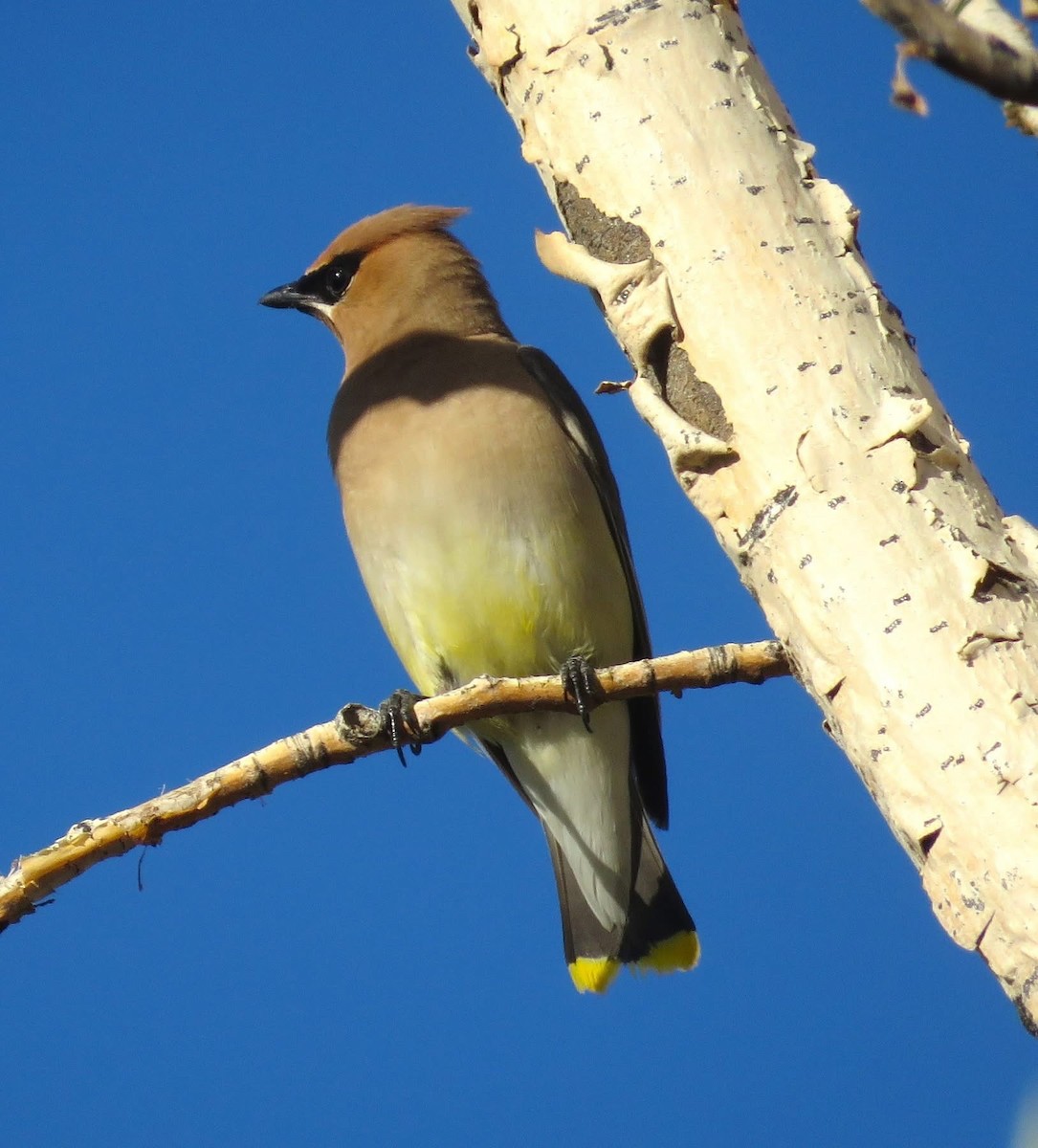 Cedar Waxwing - ML642131169