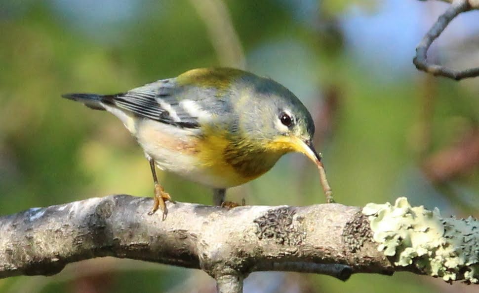 Northern Parula - ML642131170