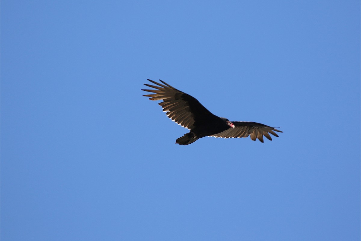 Turkey Vulture - ML642131174
