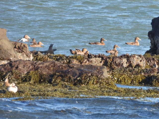 Common Eider - ML642131179