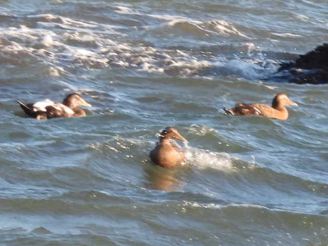 Common Eider - ML642131180