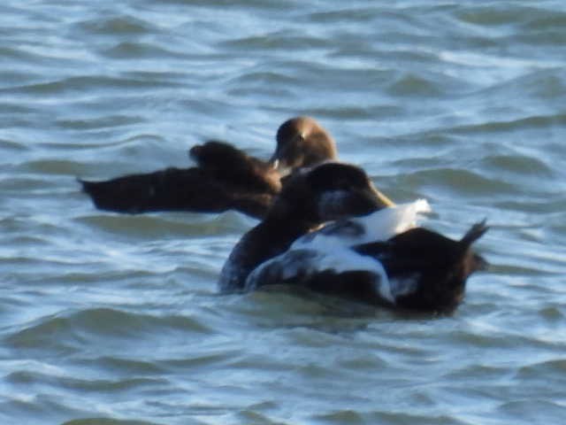 Common Eider - ML642131181