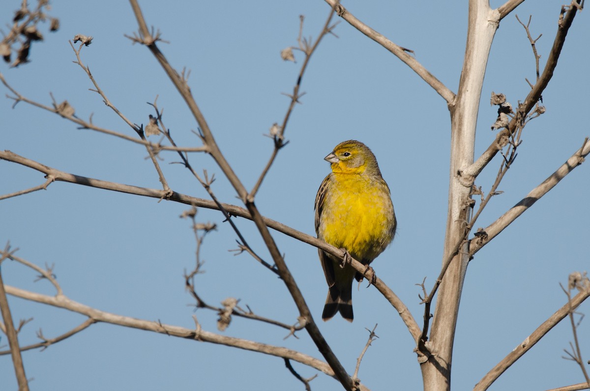Grassland Yellow-Finch - ML642131197