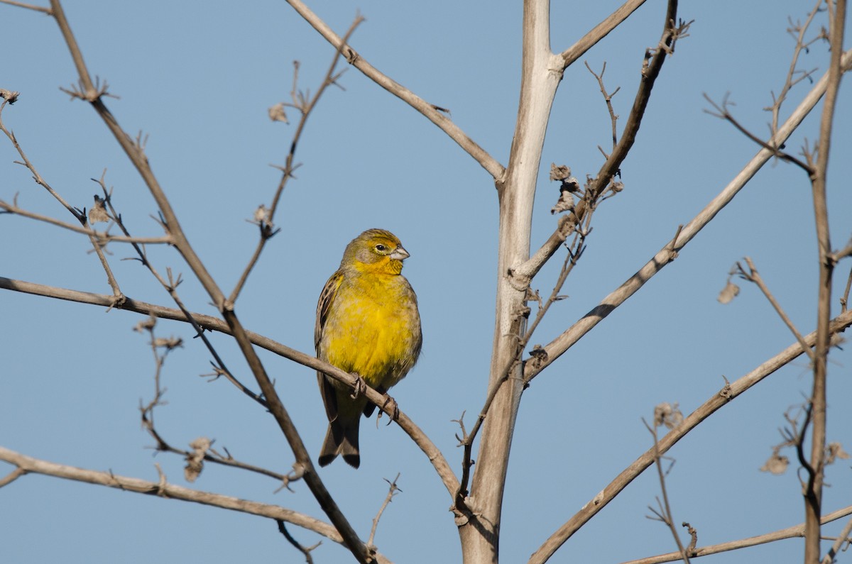 Grassland Yellow-Finch - ML642131198