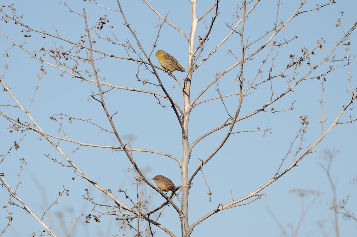 Grassland Yellow-Finch - ML642131199