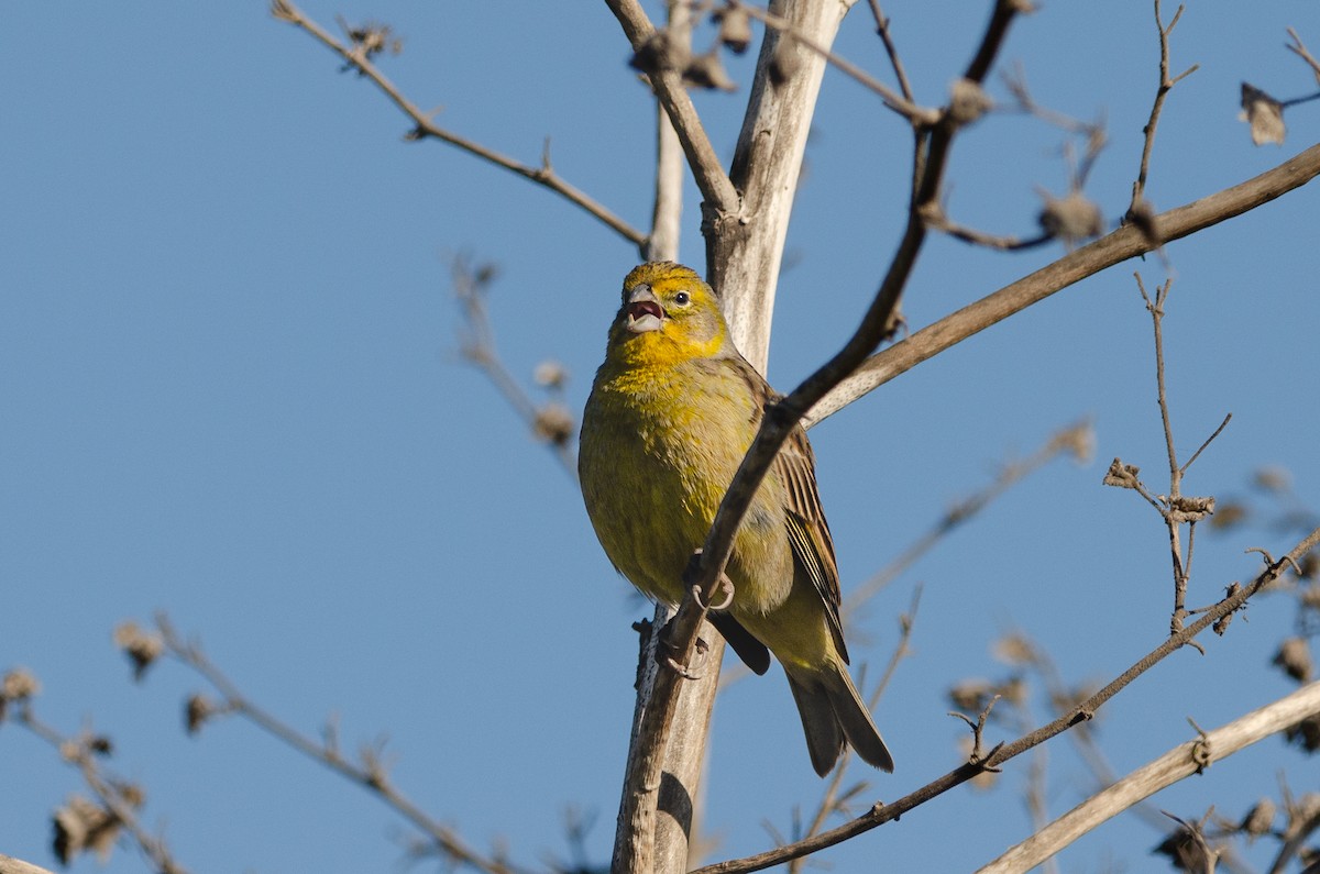 Grassland Yellow-Finch - ML642131200