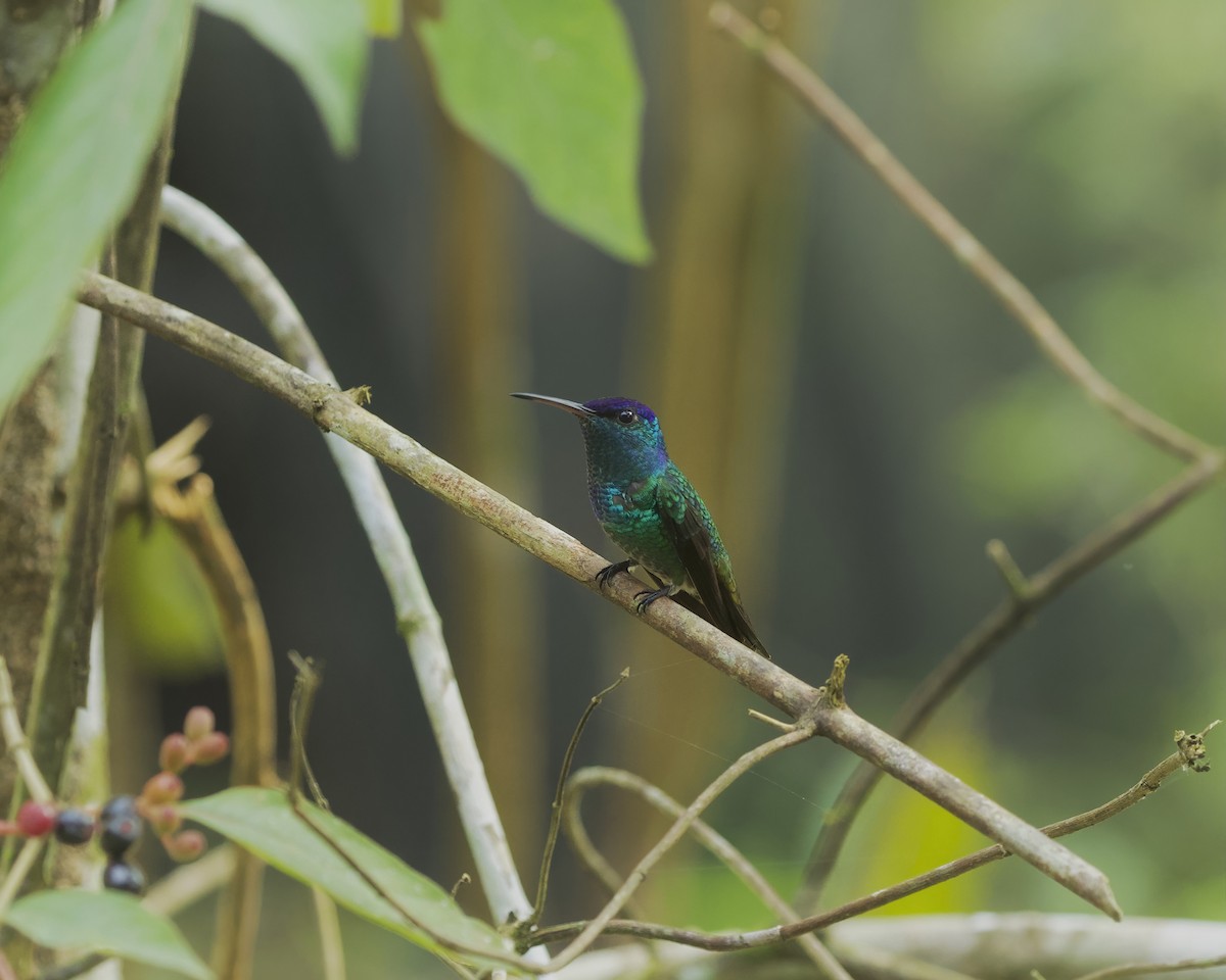 Golden-tailed Sapphire - ML642131203