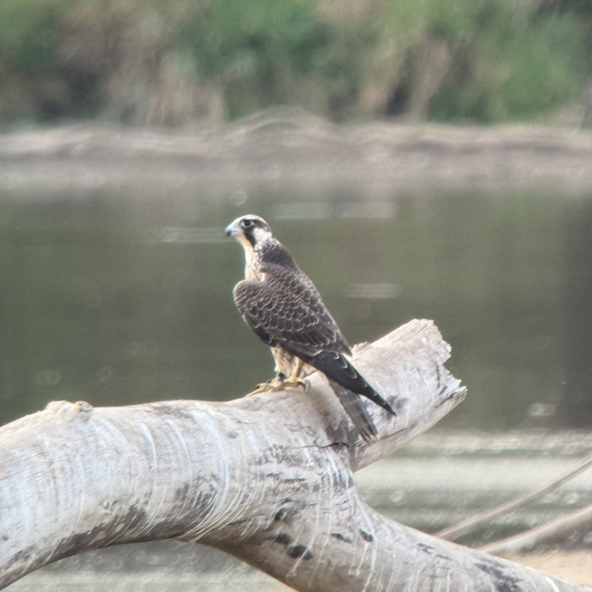 Peregrine Falcon - ML642131209