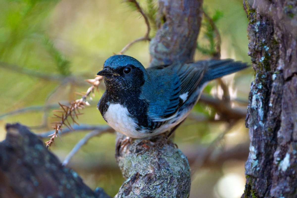 Black-throated Blue Warbler - ML642131243