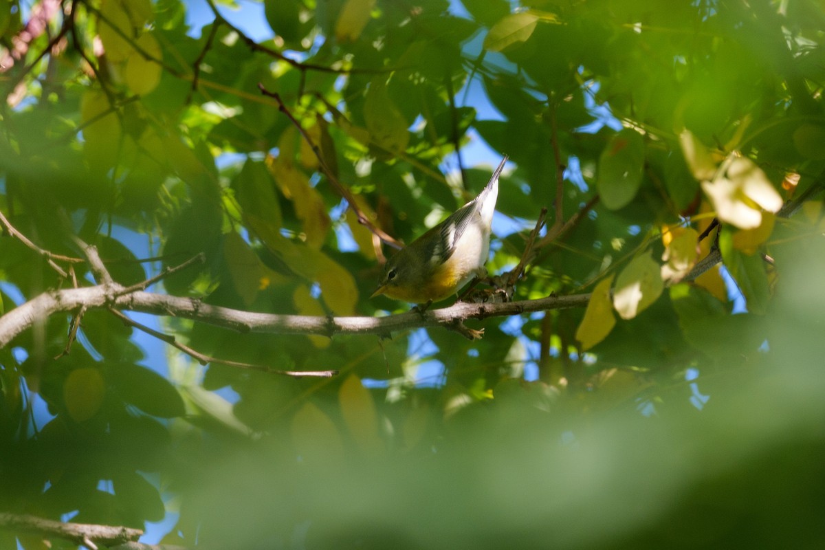Northern Parula - ML642131245