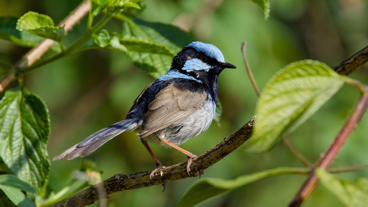 Superb Fairywren - ML642131264