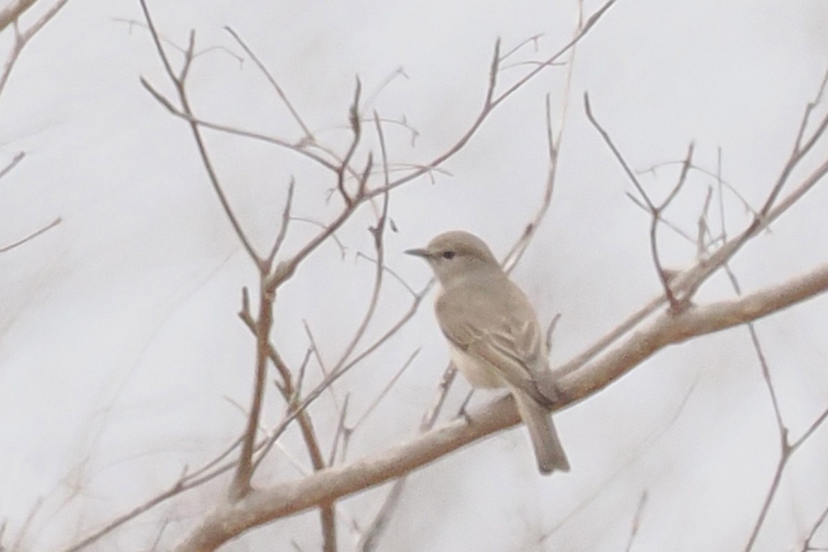 Pale Flycatcher - ML642131271